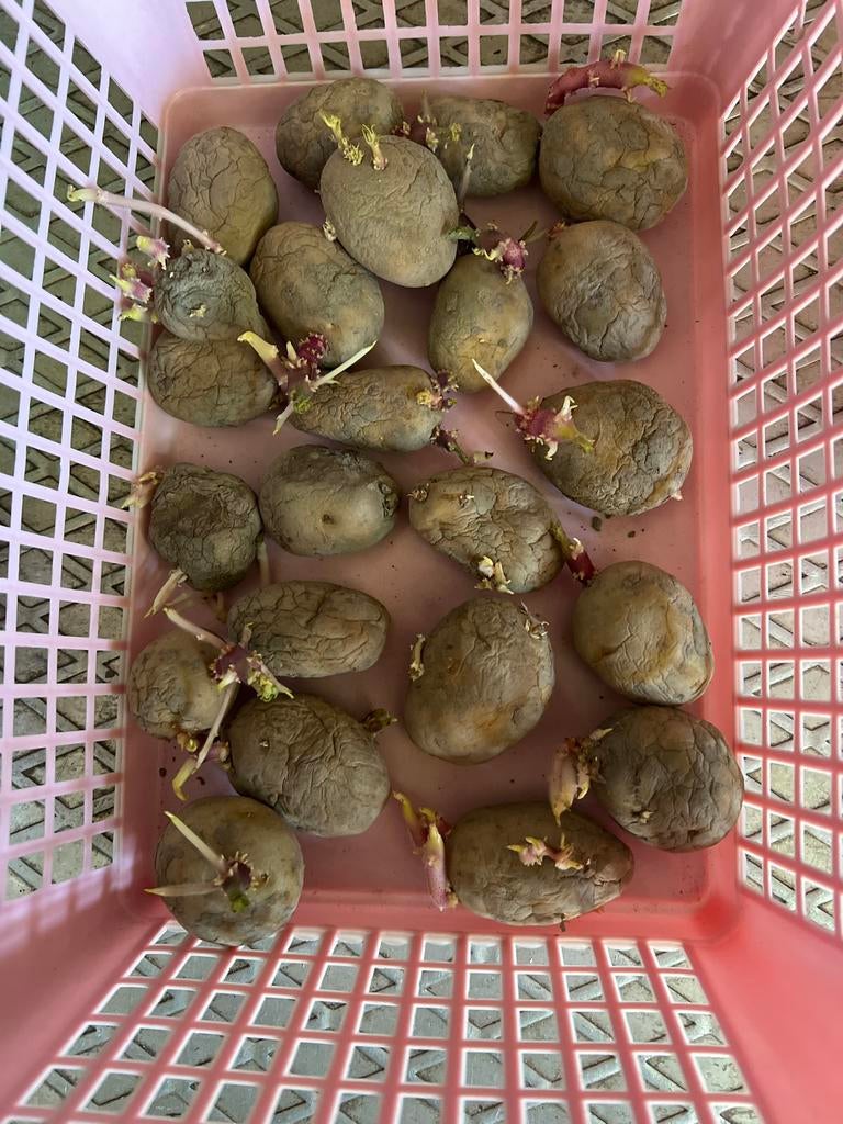 Pootaardappel Gloria - Kweek je eigen aardappelen!, Tuin en Terras, Bloembollen en Zaden, Knol, Voorjaar, Volle zon, Ophalen of Verzenden