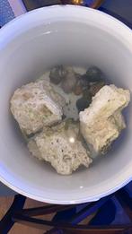 Levend steen zoutwater aquarium, Dieren en Toebehoren, Vissen | Aquaria en Toebehoren, Ophalen, Gebruikt, Plant(en), Steen of Hout