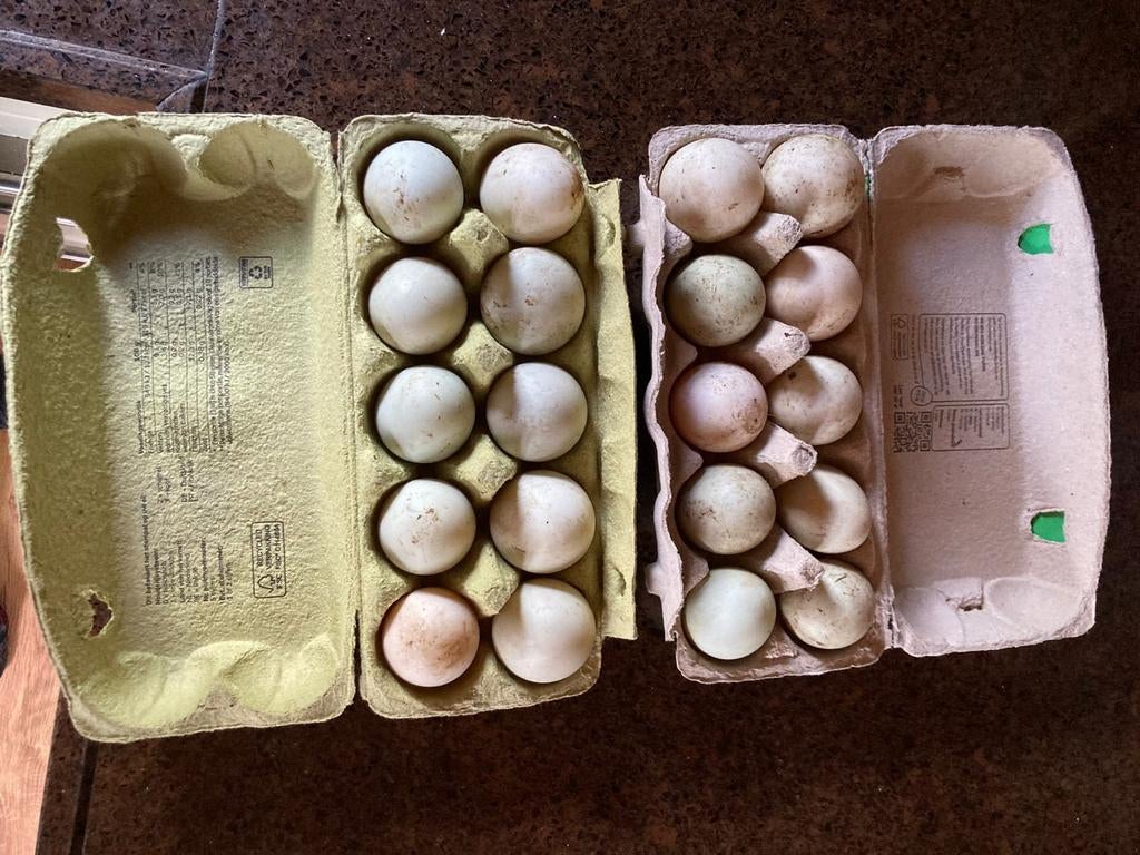 Eenden eieren dagvers, Diversen, Levensmiddelen, Ophalen of Verzenden