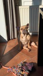 Franse bulldog teef, nieuwe type, Dieren en Toebehoren, Honden | Bulldogs, Pinschers en Molossers, Teef, Parvo, Bulldog, Eén hond