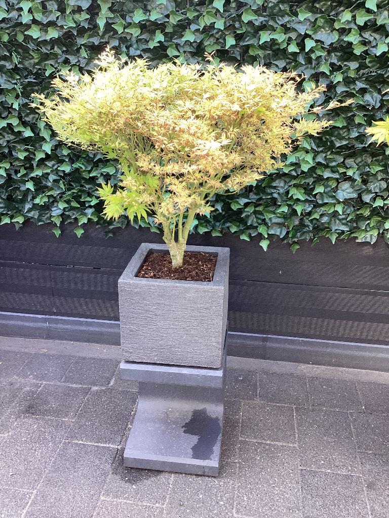 Mini Acer op zuil, Bloeit niet, Halfschaduw, Overige soorten, 100 tot 250 cm