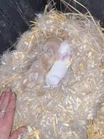 Franse hangoor raszuive, Dieren en Toebehoren, Konijnen, Meerdere dieren, Groot, Hangoor