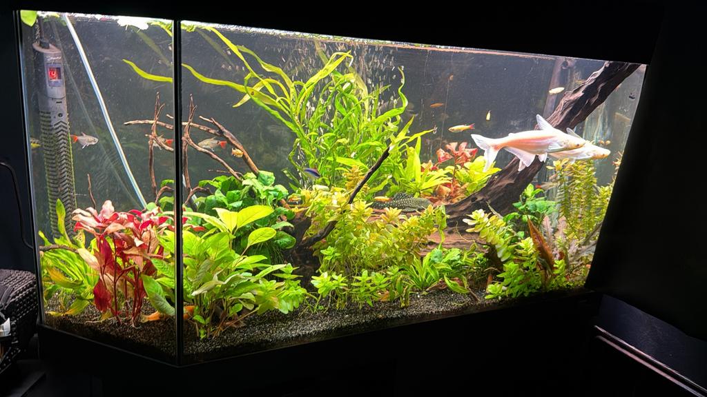 Juwel aquarium +- 300L compleet of vis bestand los, Dieren en Toebehoren, Ophalen of Verzenden