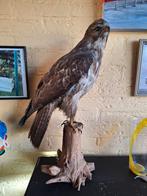 Opgezette roofvogel, Ophalen of Verzenden, Gebruikt, Vogel, Opgezet dier