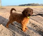 Mini labradoodle pup, Parvo, Nederland, 8 tot 15 weken, Eén hond