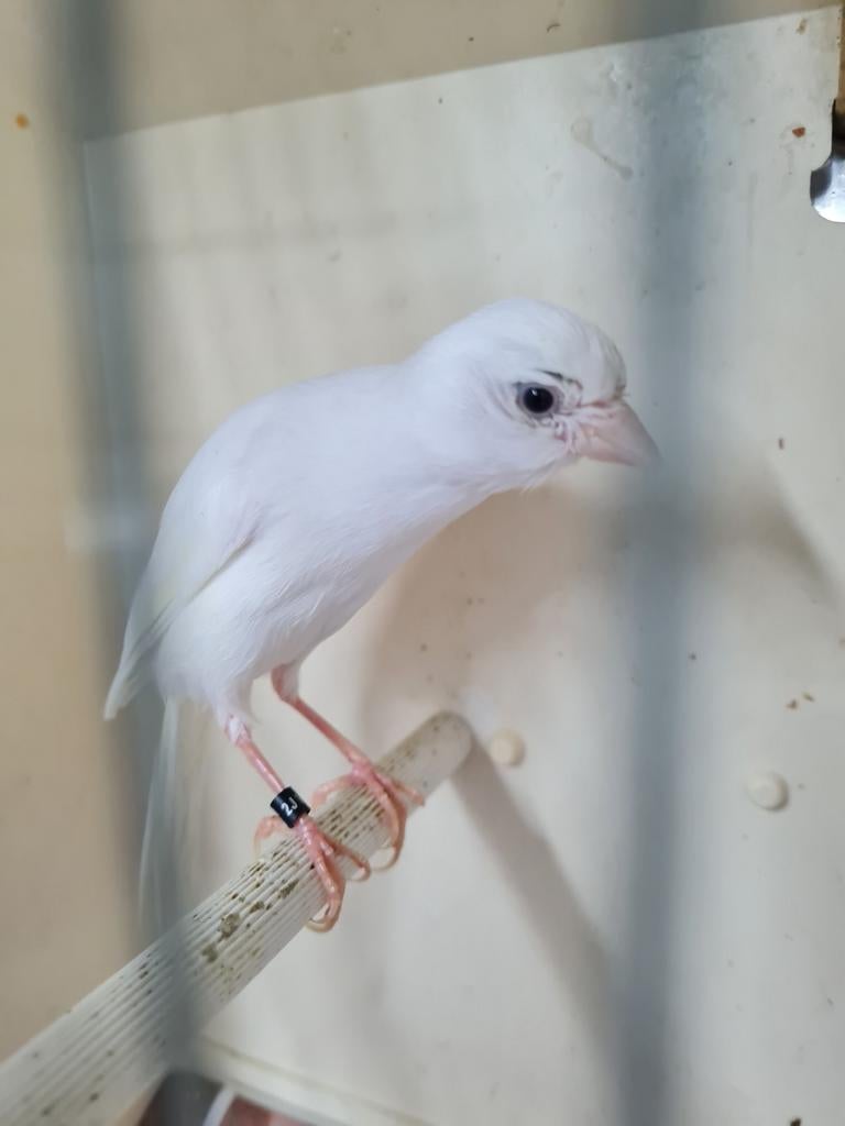 Postuurkanaries, Dieren en Toebehoren, Vogels | Kanaries, Meerdere dieren, Postuurkanarie