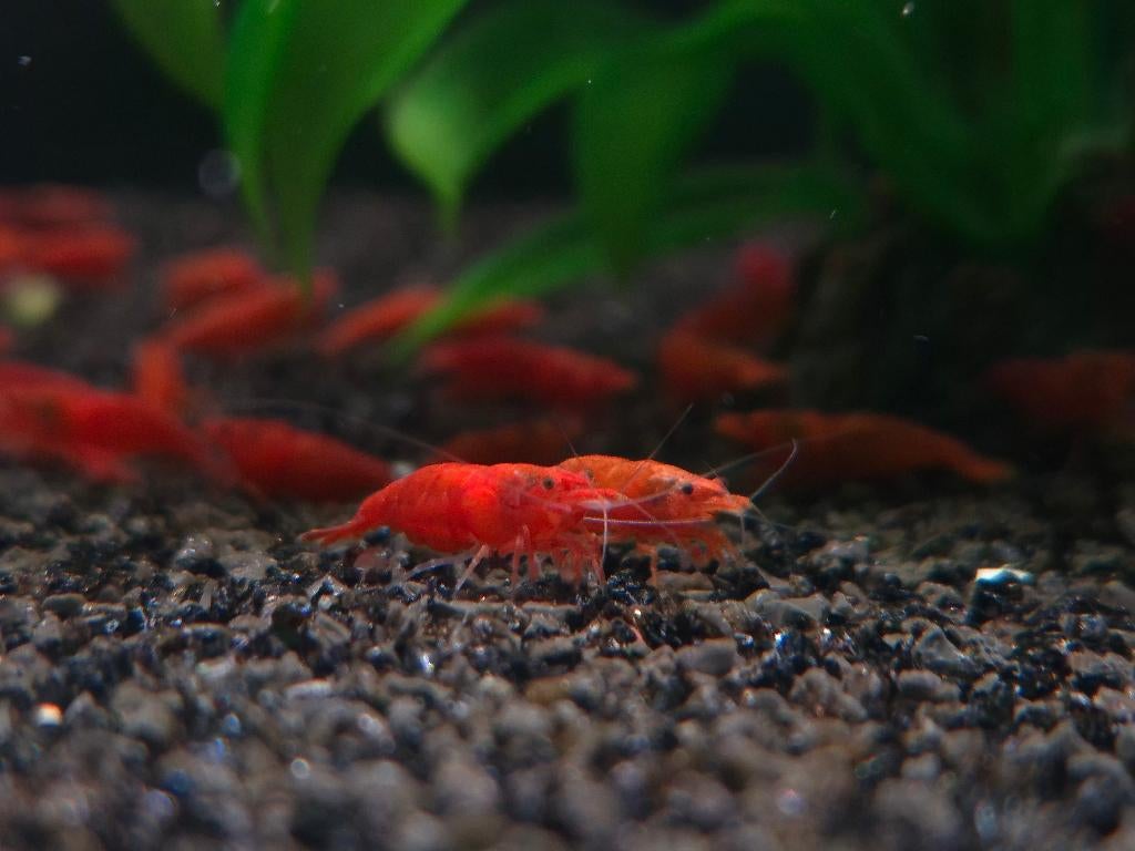 👉 Kleurrijke aquarium garnalen te koop 🦐 | Groot aanbod |, Kreeft, Krab of Garnaal, Zoetwatervis