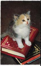 Kitten op boeken  Ansichtkaart  uit 1961 ( B5286 ), Ophalen of Verzenden, 1960 tot 1980, Gelopen