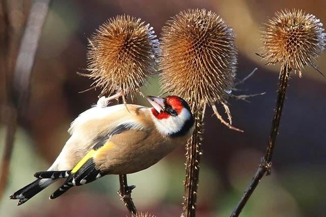 Grote kaardebol - puttertjes in de tuin. Nu planten, Overige soorten, Ophalen of Verzenden, Tweejarig, Halfschaduw