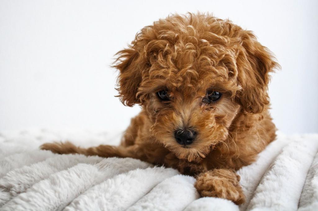 Malitipoo pup reutje beschikbaar, Poedel, Reu, Eén hond, Nederland