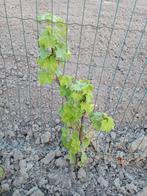 Rode bessen plant, Ophalen, Overige soorten, Minder dan 100 cm