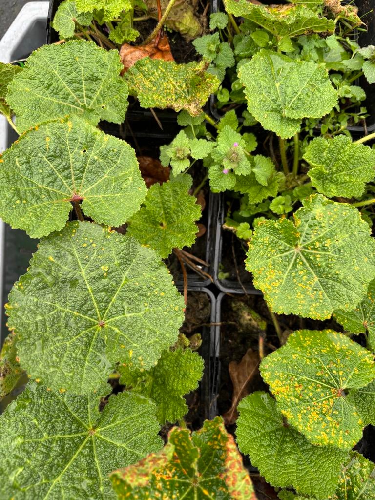 Stokrozen planten - Prachtige bloeiers voor uw tuin, Overige soorten, Volle zon, Ophalen of Verzenden, Tweejarig