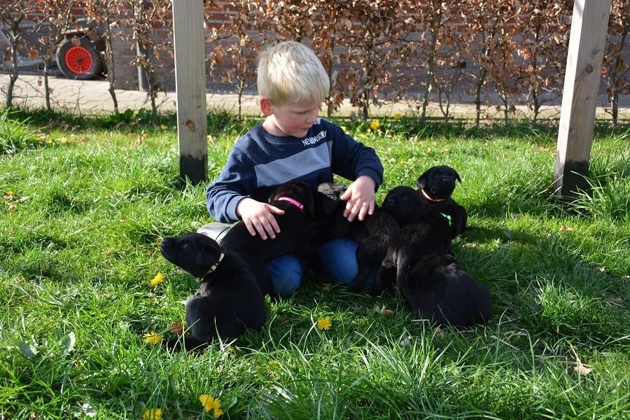Prachtige Labrador x Golden Retriever pups beschikbaar, Dieren en Toebehoren, Honden | Retrievers, Spaniëls en Waterhonden, Meerdere dieren