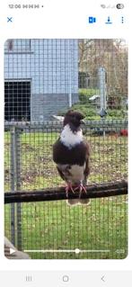 Belgische Ringslagers, Dieren en Toebehoren, Meerdere dieren, Overige soorten