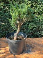 Bonsai Juniperus chinensis (starter), Tuin en Terras, In pot, Bloeit niet, Halfschaduw, Minder dan 100 cm