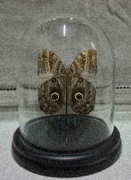 ACTIE > Vlinder in Stolp papilio blumei/ulysses of Caligo vl, Ophalen of Verzenden, Nieuw, Insect, Opgezet dier