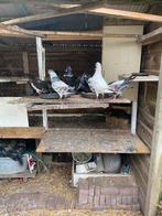 Sierduiven ., Dieren en Toebehoren, Vogels | Duiven, Meerdere dieren, Overige soorten