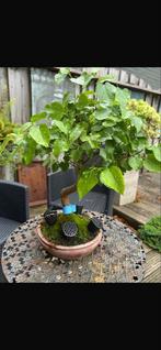 Moerbei (Morus) Bonsai - Unieke Fruitboom, Volle zon, Vaste plant, Ophalen of Verzenden, Fruitplanten