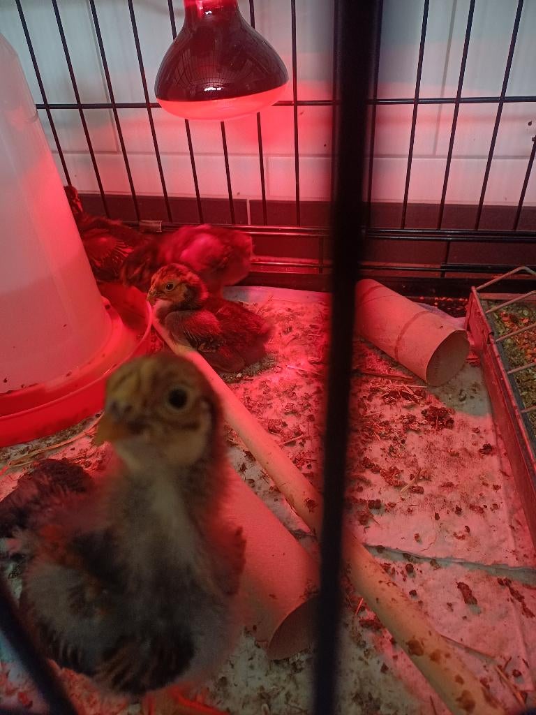 Kuikens, Dieren en Toebehoren, Pluimvee, Meerdere dieren, Kip