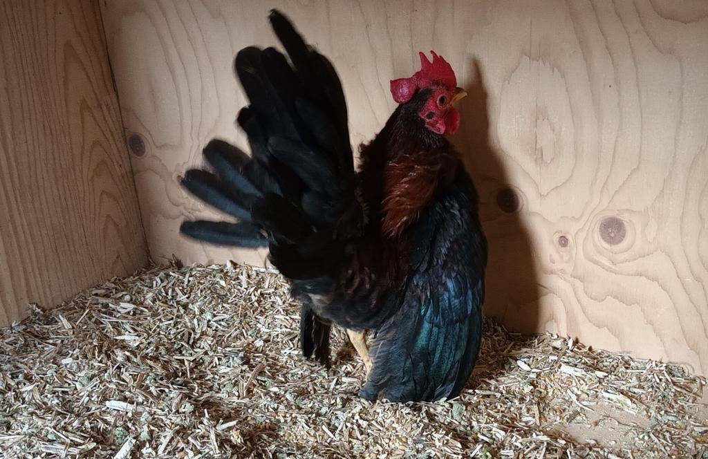 Seramahaantje, Dieren en Toebehoren, Pluimvee, Mannelijk, Kip