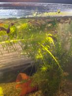 Jonge guppys, Dieren en Toebehoren, Vissen | Aquariumvissen, Vis