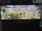 Super Compleet Aquarium, Ophalen, Zo goed als nieuw, Gevuld zoetwateraquarium