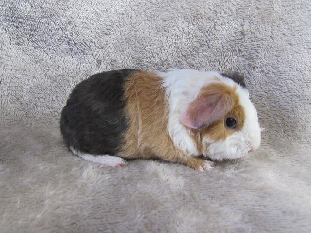 US teddy broertjes, Dieren en Toebehoren, Knaagdieren, April, Mannelijk, Cavia