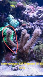 Koralen Friesland, Dieren en Toebehoren, Overige typen, Zoutwatervis