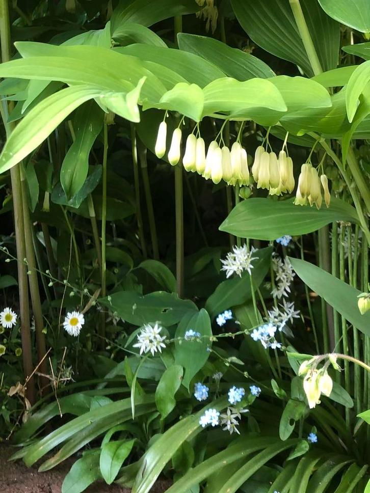 20x Salomonszegel 2,- per wortelstok, bloeit dit jaar, Tuin en Terras, Planten | Tuinplanten, Overige soorten, Halfschaduw, Ophalen