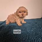 lieve raszuivere choco gekleurde shih tzu pups, Overige rassen, 8 tot 15 weken, Meerdere, Meerdere dieren