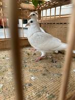 2 jonge witte postduiven duiven per direct ophalen, Dieren en Toebehoren, Vogels | Duiven, Meerdere dieren, Postduif