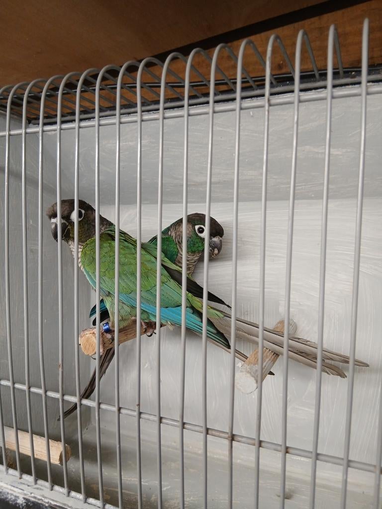 1x kweek koppel pyrrhura’s, Meerdere dieren, Parkiet