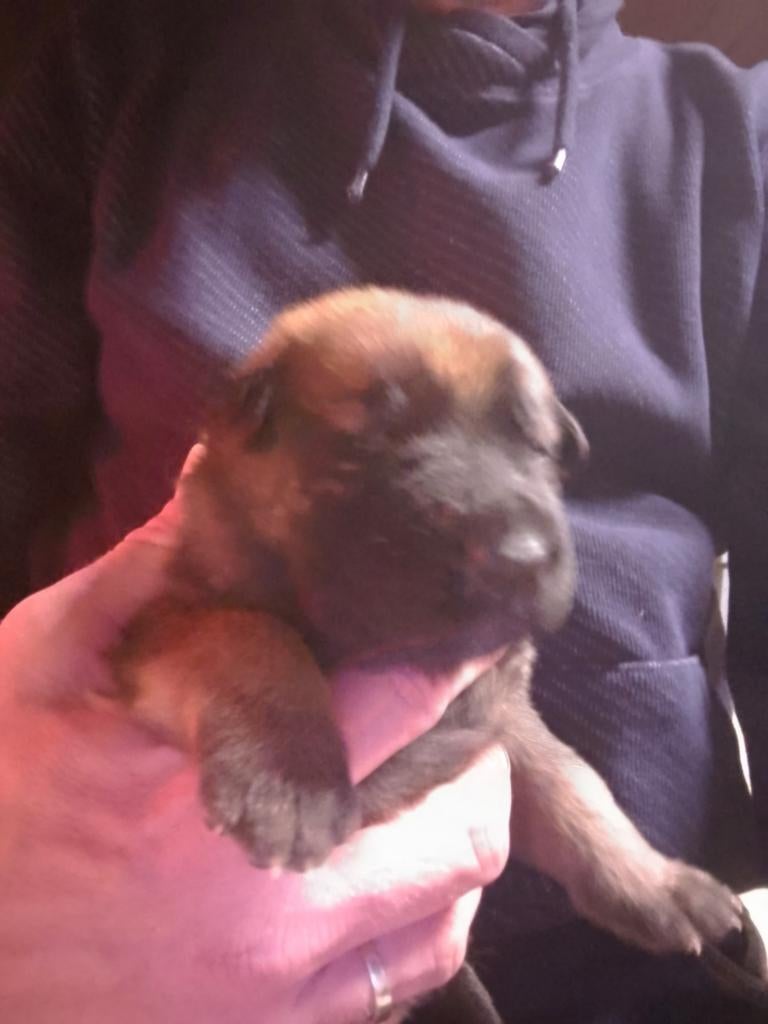 Kruising Mechelse herder /Duitse herder, Reu, 8 tot 15 weken, Meerdere, Herder