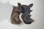wrattenzwijn opgezet taxidermy, Verzamelen, Ophalen, Zo goed als nieuw, Hert, Gewei of Kop