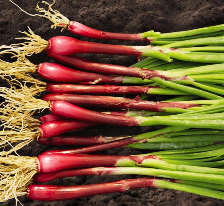 Rode bosui zaden BIO, Verzenden, Zaad