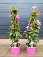 Dipladenia - Mandevilla / Sundaville (Roze) H: 80 cm., Tuin en Terras, Ophalen, Volle zon, Eenjarig, Klimplanten