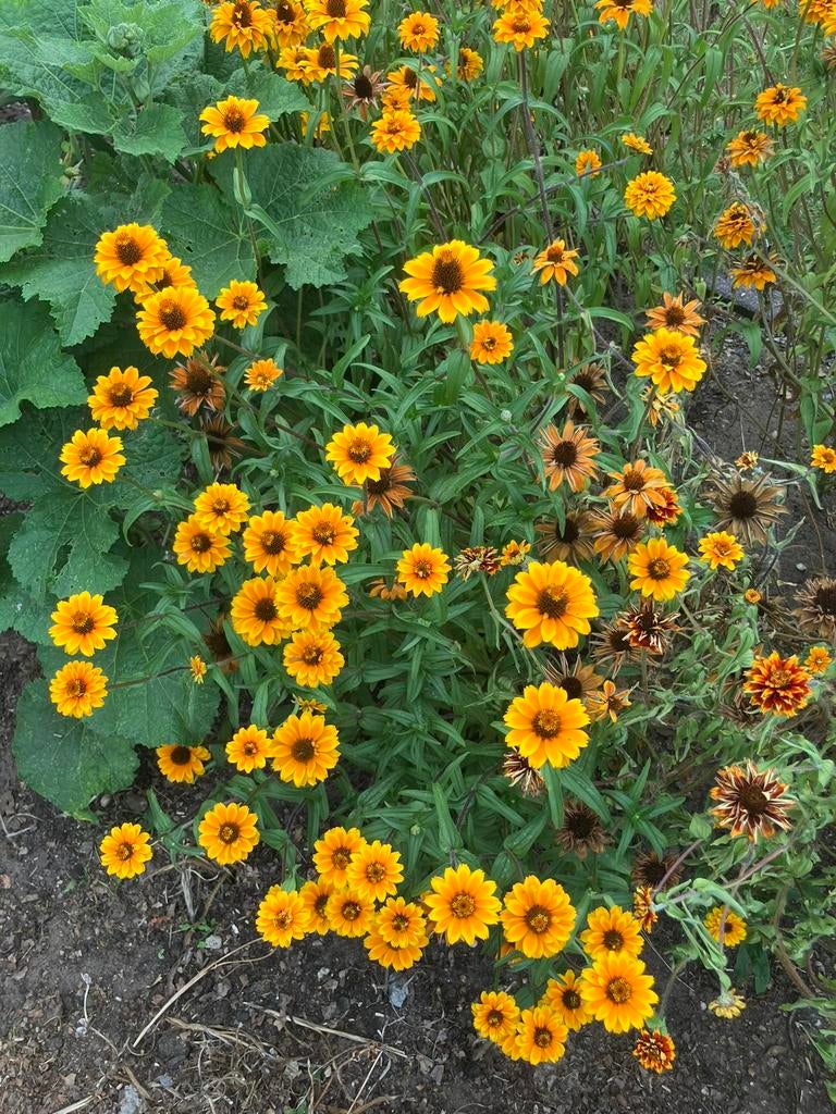 Zaden Zinnia Persian Carpet, Tuin en Terras, Bloembollen en Zaden, Ophalen of Verzenden, Volle zon