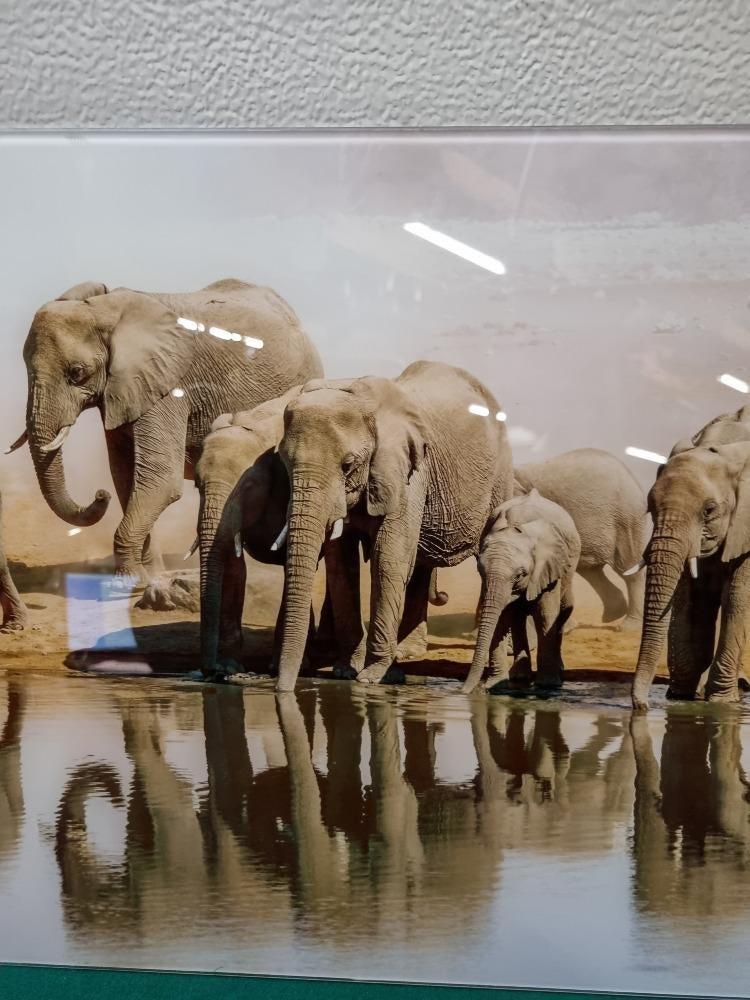 schilderij glas olifanten afbeelding, Ophalen of Verzenden, 'T Olde Gre-j, Info@toldegrej.nl, Endepoelstraat 20f Didam