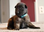 Groenendaeler & Tervuurse herder pups, België, Fokker | Hobbymatig, 8 tot 15 weken, Parvo