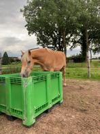 Plekje vrij 24/7 buiten met schuilstal (tm 1.40m), Weidegang, 1 paard of pony