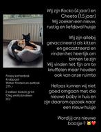 2 katers te koop, Ophalen of Verzenden