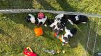 Friese stabij pups, 8 tot 15 weken, Parvo, Meerdere, Meerdere dieren