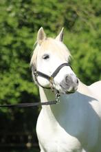 Veelzijdige grote D pony te lease!, Dieren en Toebehoren, Pony's, Merrie, L, 11 jaar of ouder, Recreatiepony