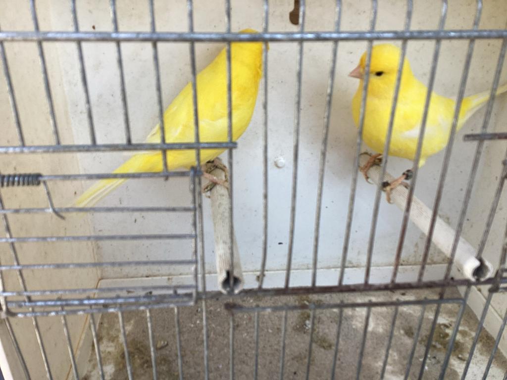 Kanaries koppel geel, Dieren en Toebehoren, Vogels | Kanaries
