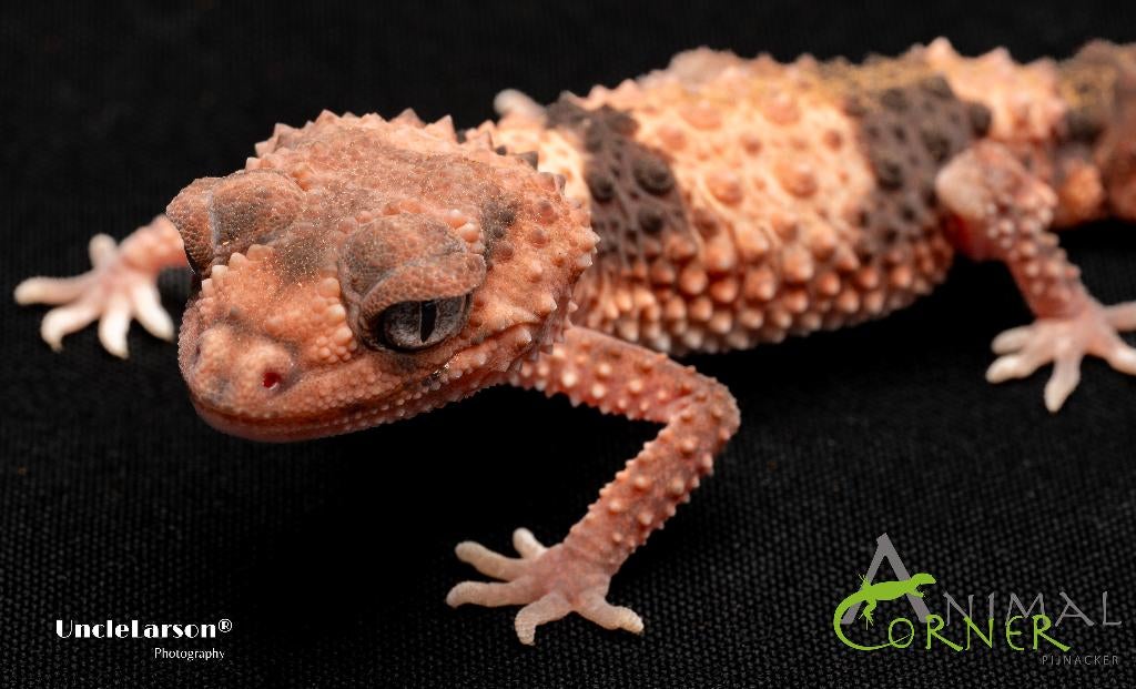 diverse gekko's en hagedissen, Hagedis, Tam, 0 tot 2 jaar