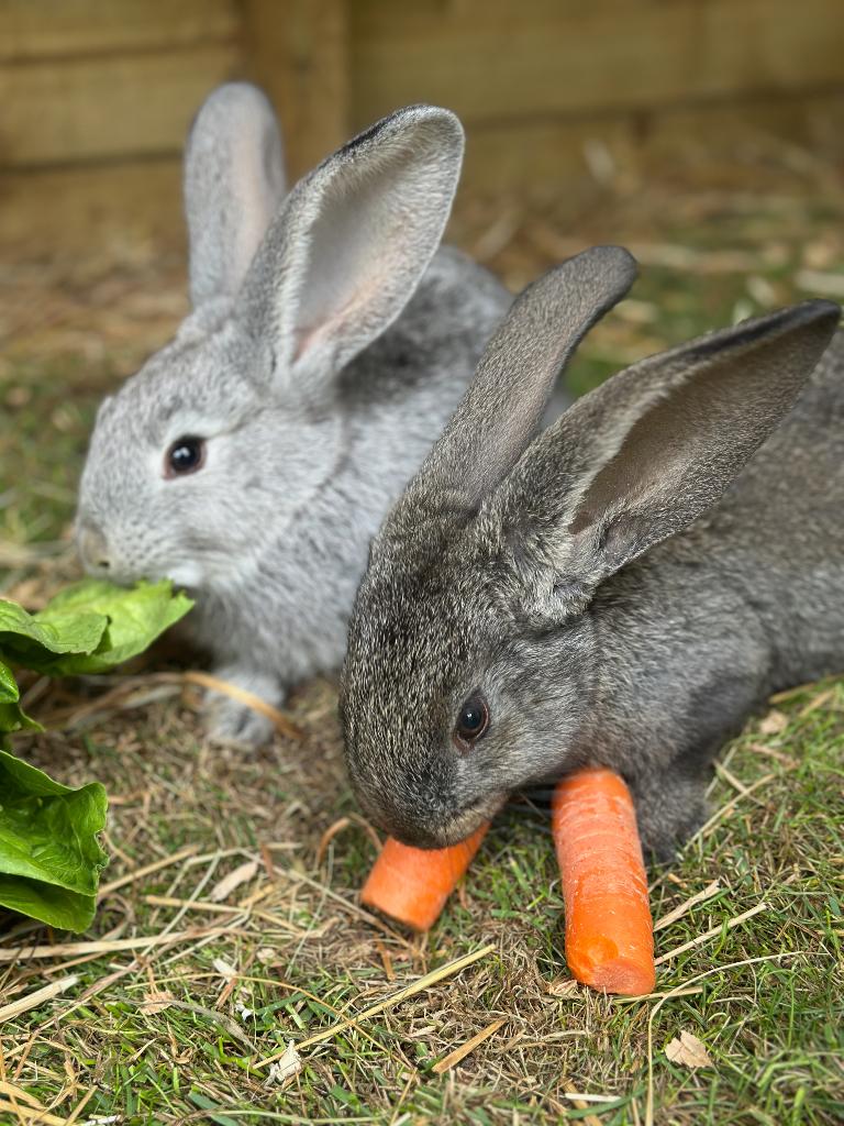 Vlaamse Reus Konijnen, Dieren en Toebehoren, Meerdere dieren, Groot, 0 tot 2 jaar