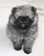 dwergkees/pomeriaan pup reutje met FCI stamboom, Dieren en Toebehoren, Parvo, Keeshond, Reu, 8 tot 15 weken
