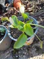 Aronskelk tuinplant, Ophalen, Vaste plant, Overige soorten, Volle zon