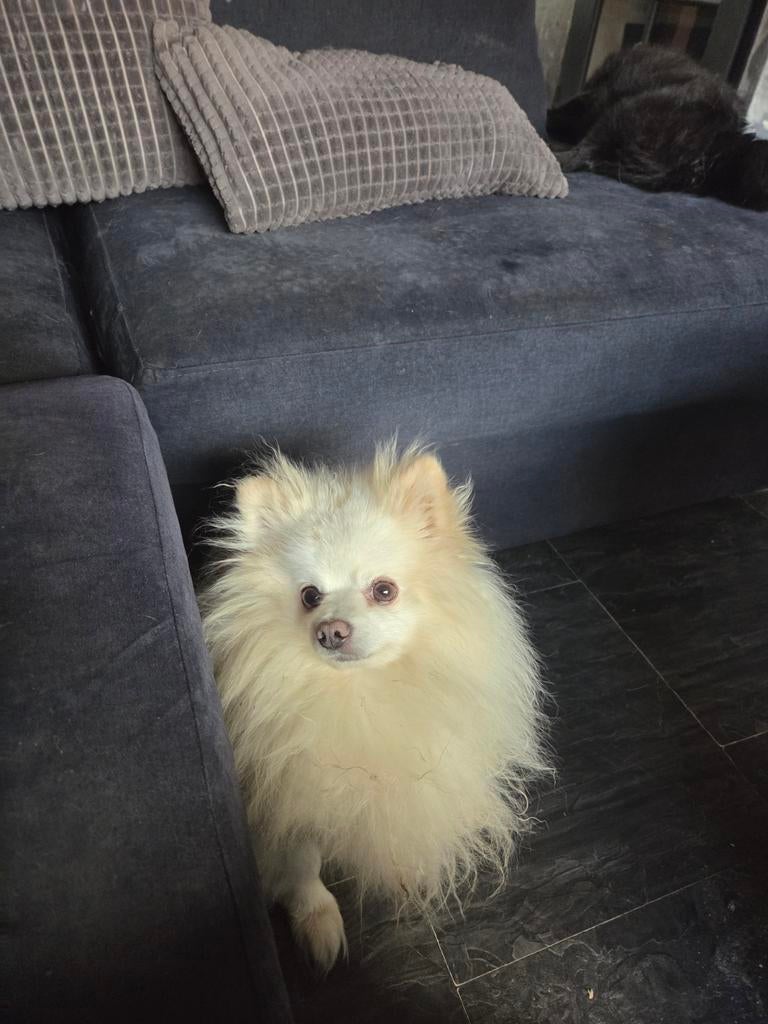 3 lieve mooie pomeriaan reutjes te koop bieden, Dieren en Toebehoren, Honden | Poolhonden, Keeshonden en Oertypen, Keeshond, Reu