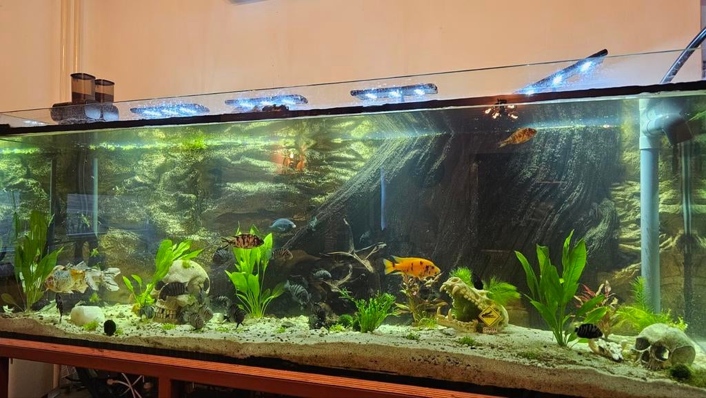 Volledige aquarium met vissen, Dieren en Toebehoren, Ophalen